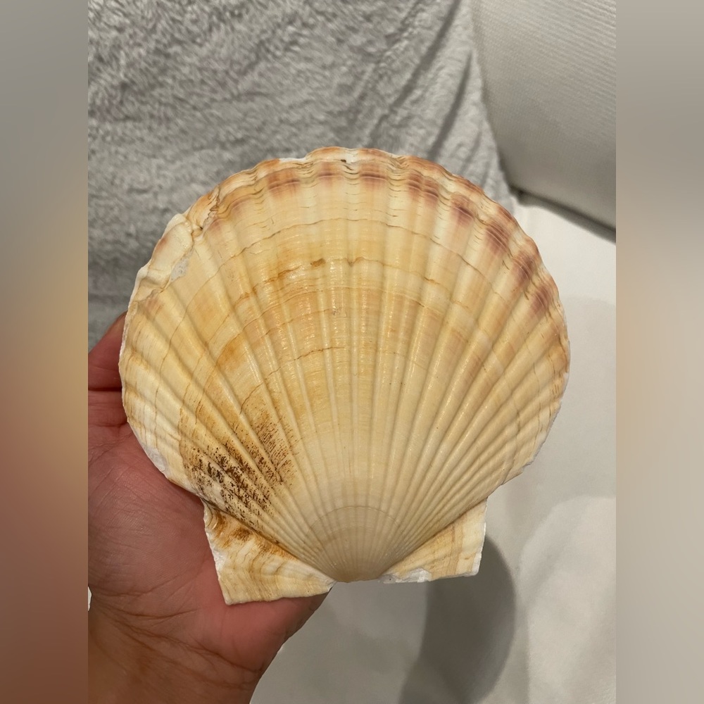 Large Candle Shell x 2